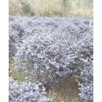 大量紅繼木出售