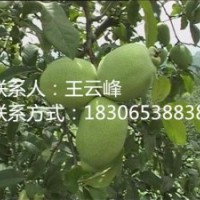 個大木瓜、臨沂新品種木瓜苗、長俊木瓜苗