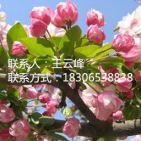 北美海棠苗、苗圃直銷北美海棠苗、低價、超低價