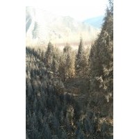 出售青海云杉圓柏油松