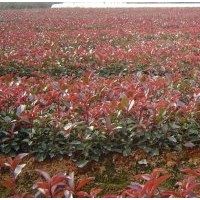 大量供應(yīng)紅葉石楠紅花繼木金森女貞