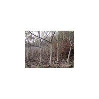 急售3公分核桃樹 占地核桃樹 薄皮核桃樹