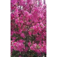 濟寧東興苗木種植公司