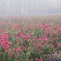 紫薇苗木各種規(guī)格都有包成活