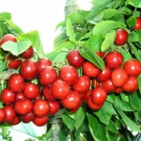 櫻桃苗，美早櫻桃苗，紅燈櫻桃苗