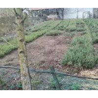 純青千小苗10-20公分，