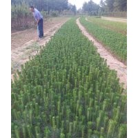 供應(yīng)20一80公分黑松側(cè)柏容器苗