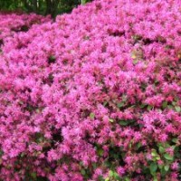 供應(yīng)紅花檵木