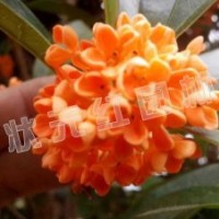 供應丹桂、紅葉石楠