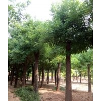 國槐、皂角。法桐、白蠟、金葉榆、五角楓、速生柳、垂柳等大喬木