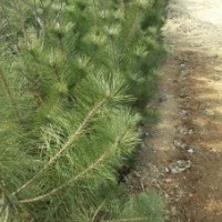 1.5-3.5米黑松樹苗