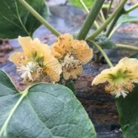 嫁接紅心獼猴桃苗價(jià)格2.8元高度20公分