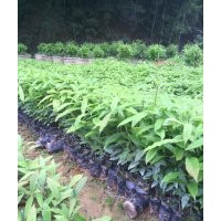 荷樹苗木供應商