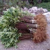 花椒苗價(jià)格=山西1年2年3苗花椒苗行情