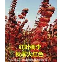 出售 紅葉稠李和接穗