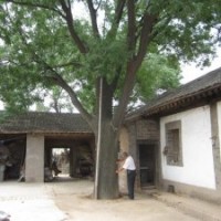 山東造型國槐|為您推薦有品質(zhì)的國槐