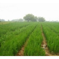 哪有大田側(cè)柏苗