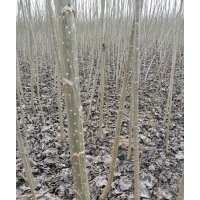楊樹苗 107 108 中林46 低價(jià)處理大量騰地供應(yīng)速生楊樹苗