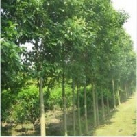 天津15公分白蠟價(jià)格