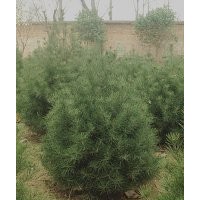 陜西藍田1米白皮松價格