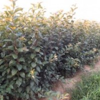 核桃苗.山楂苗.蘋果苗.梨樹苗.桃樹苗.柿子苗.