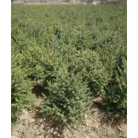 甘肅云杉甘肅青海云杉甘肅云杉最便宜