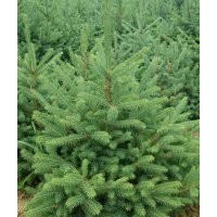 賣云杉就到甘肅千畝云杉來甘肅青海云杉樹形好