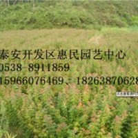 山東泰安0.5-6公分五角楓綠化苗批發(fā)價(jià)格