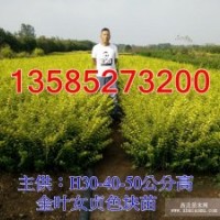 金葉女貞價格-H40-50公分金葉女貞價格優(yōu)惠-金葉女貞苗圃地