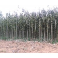 供應(yīng)高2米大葉女貞 粗1.5厘米左右