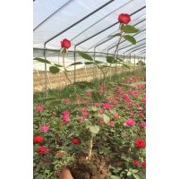 大花月季、豐花月季、微型月季