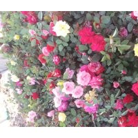 大量出售自家五十萬大花月季 價(jià)格一塊一 絕對(duì)低于市場(chǎng)價(jià)格