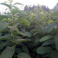 山東杜仲樹苗苗圃直銷質(zhì)高價低無中介