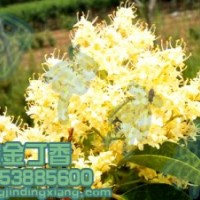 暴馬丁香 綠化丁香 丁香樹