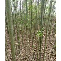速生柳竹柳銷售