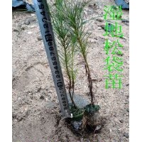 濕地松袋苗 濕地松輕基質(zhì)苗 濕地松杯苗 濕地松容器苗