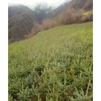 出售云杉樹苗，油松樹苗，側(cè)柏各種樹苗