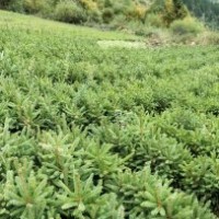 出售各種樹苗油松，云杉，側(cè)柏等