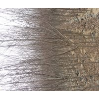 海棠，黑松，綠化苗