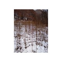 垂暴109，臭椿，紅柳