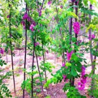 河北唐山香花槐小苗0.2元-0.6元50萬顆