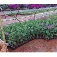 葉子花（亞蘭/紫羅蘭色）