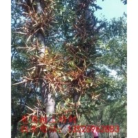 皂角樹苗 皂角樹河南嵩縣老韓皂角基地