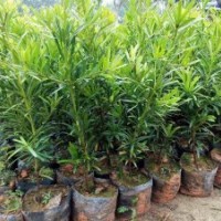 供應(yīng)臺(tái)灣蘭嶼羅漢松苗