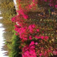 長期供應(yīng)營養(yǎng)袋紫薇小苗