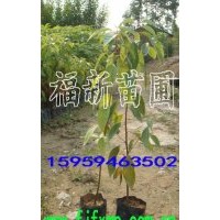 香樟袋苗 香樟小袋苗 樟樹小袋苗