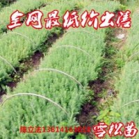 長(zhǎng)期 供應(yīng)各種規(guī)格雪松，蜀檜，紅葉石楠,廣玉蘭，白玉蘭，紅玉蘭