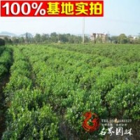 基地大量供應(yīng) 無刺枸骨球 歡迎咨詢