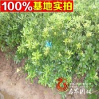 七里香球 低價(jià)甩賣 歡迎前來購買