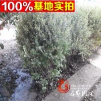 迎姬 銀姬小臘 數(shù)量大 價(jià)格低歡迎前來